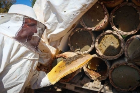 Bingöl’de Ceviz Hasadı Başladı: 150 Dönümden 6 Ton Ürün Elde Edildi