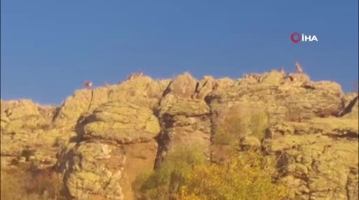 Malatya’da Yaban Keçilerinin Görüntülenmesi