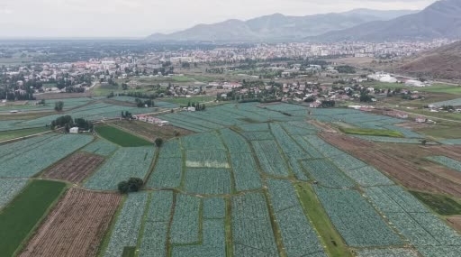 Muş Ovası’nda Lahana Hasadı ve Ekonomik Katkısı